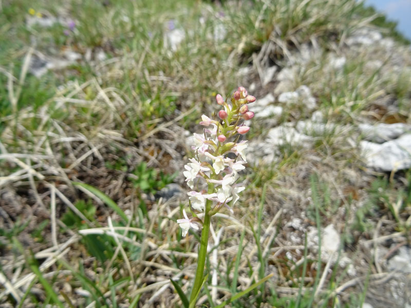 Gymnadenia odoratissima